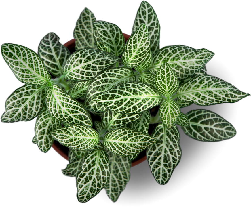 Top View Plant.