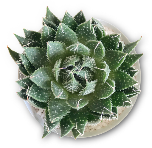 Isolated Succulent